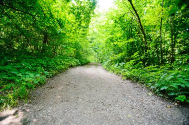 gün batımında güzel ağaç. çevre koruma.