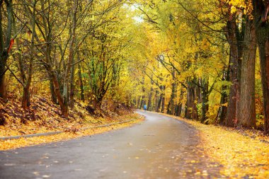 renkli sonbahar manzara orman yolu ile
