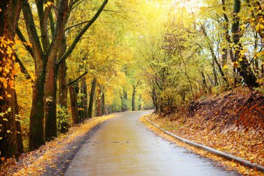 renkli sonbahar manzara orman yolu ile