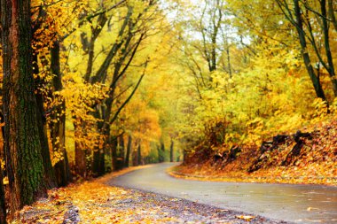 renkli sonbahar manzara orman yolu ile