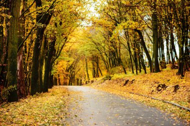 renkli sonbahar manzara orman yolu ile