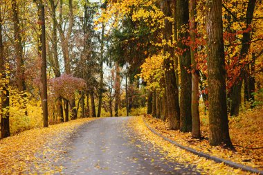 renkli sonbahar manzara orman yolu ile