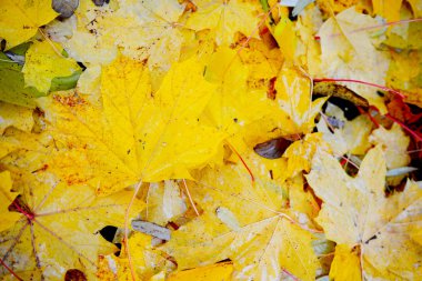 Düşmüş sonbaharında yapılan renkli ve parlak arka plan