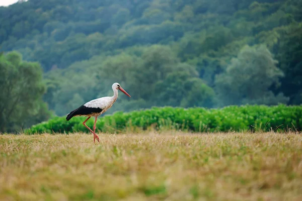 White Stork Walking Green Meadow Hunting Food — Stock Photo, Image