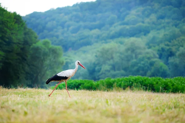 Beyaz Gıda Için Avcılık Bir Yeşil Çayır Üzerinde Yürüyen Leylek — Stok fotoğraf