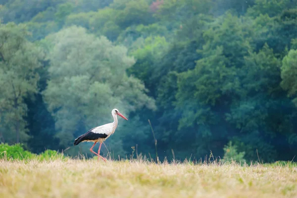 White Stork Walking Green Meadow Hunting Food — Stock Photo, Image