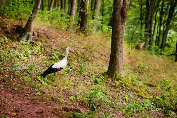 Cegonha Branca Caminhando Prado Verde Caçando Por Comida — Fotografia de Stock