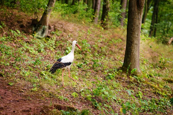 Cegonha Branca Caminhando Prado Verde Caçando Por Comida — Fotografia de Stock