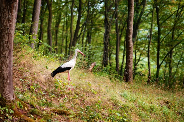 Cegonha Branca Caminhando Prado Verde Caçando Por Comida — Fotografia de Stock