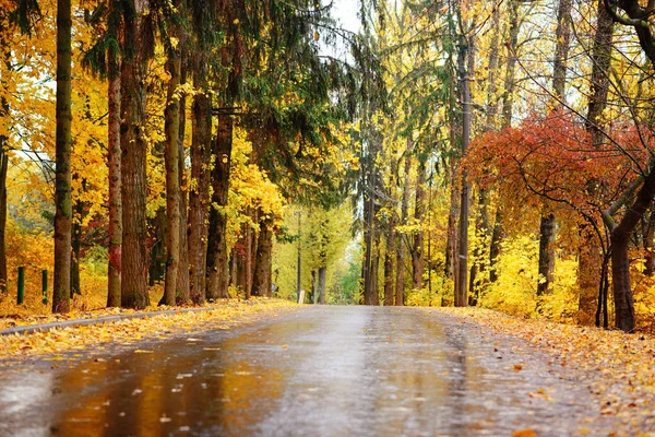 Красочный Осенний Пейзаж Лесу Старой Дорогой — стоковое фото