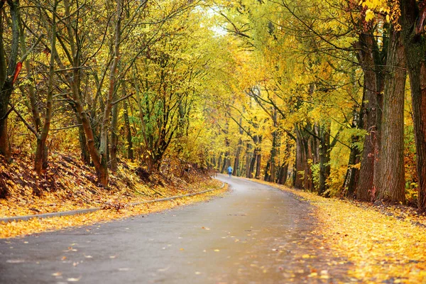 Paysage Automne Coloré Dans Forêt Avec Vieille Route — Photo