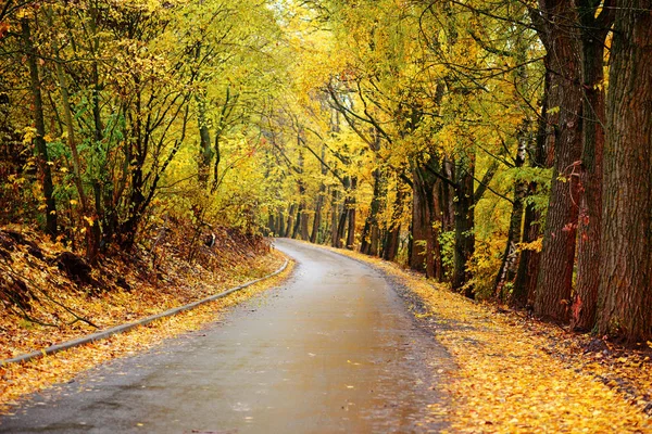 Paysage Automne Coloré Dans Forêt Avec Vieille Route — Photo