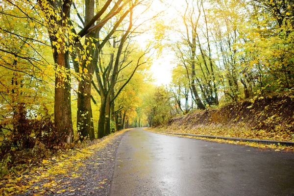 Kolorowy Krajobraz Jesień Lesie Starej Drogi — Zdjęcie stockowe