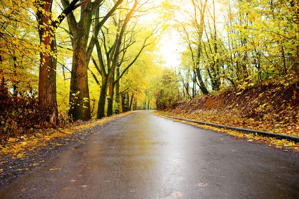 Colorful Autumn Landscape Forest Old Road — Stock Photo, Image