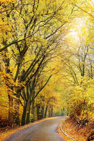 Kolorowy Krajobraz Jesień Lesie Starej Drogi — Φωτογραφία Αρχείου