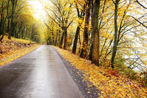 多彩的秋景与旧道林 — 图库照片