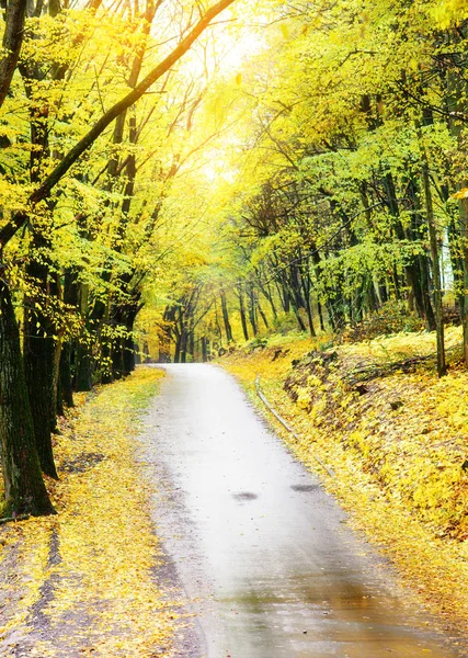 Kolorowy Krajobraz Jesień Lesie Starej Drogi — Φωτογραφία Αρχείου
