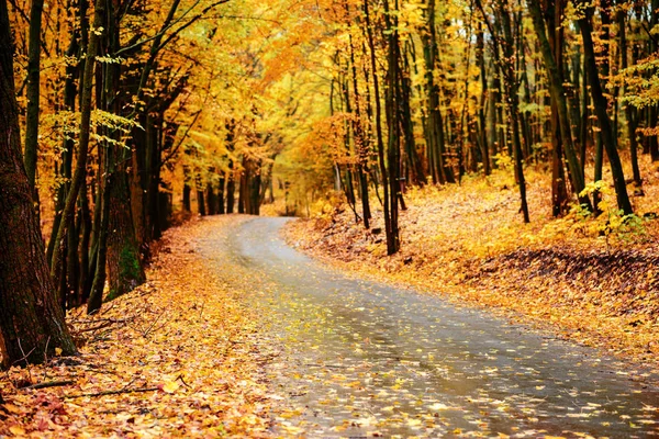 Paisagem Outono Colorido Floresta Com Estrada Velha — Fotografia de Stock