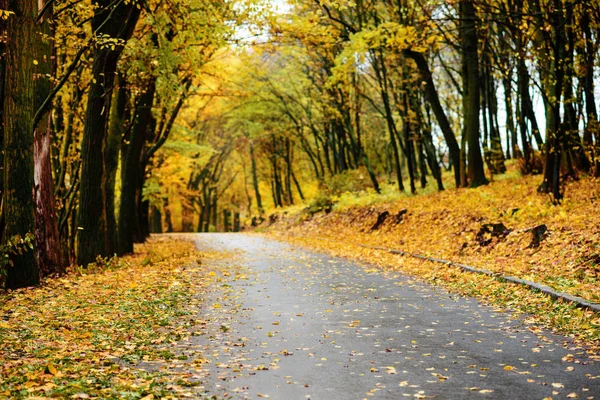 Kolorowy Krajobraz Jesień Lesie Starej Drogi — Zdjęcie stockowe