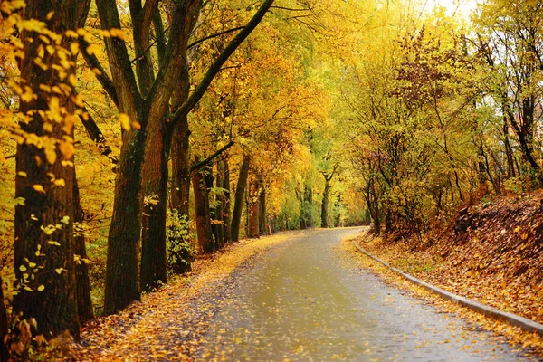 Färgglada Höstlandskap Skogen Med Gamla Vägen — Stockfoto