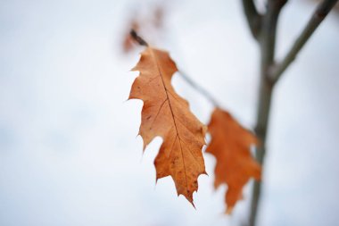 Birkaç dal, bronz renk yapraklarda.