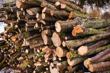 Kış için hazırlanmış odun yığını.