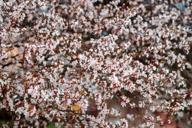 Sakura çiçek ya da güzel doğa ile kiraz çiçeği