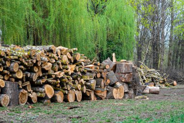 Yığılmış ahşap günlükleri ile çam ağaçları, arka plan