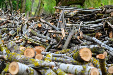 Yığılmış ahşap günlükleri ile çam ağaçları, arka plan