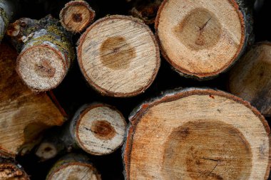 Yığılmış ahşap günlükleri ile çam ağaçları, arka plan