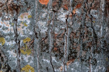 güzel doğal doku doğa ahşap dokulu, arka plan veya arka plan olarak kabuk ahşap tahta kullanımı