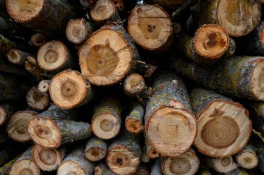 Yığılmış ahşap günlükleri ile çam ağaçları, arka plan