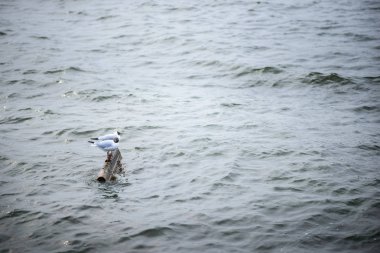 İki siyah başlı martı ayakta taş su ve su yüzeyi yansıtan