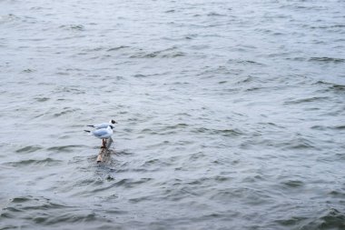 İki siyah başlı martı ayakta taş su ve su yüzeyi yansıtan