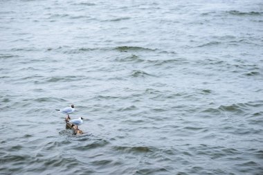 İki siyah başlı martı ayakta taş su ve su yüzeyi yansıtan