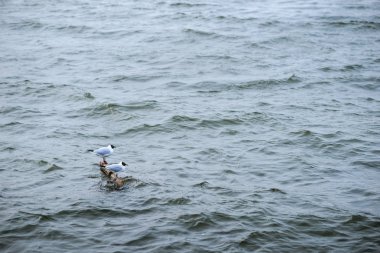 İki siyah başlı martı ayakta taş su ve su yüzeyi yansıtan