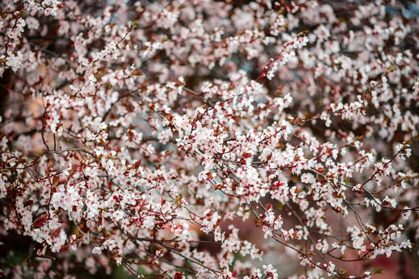 Sakura Kwiat Lub Wiśni Pięknej Przyrody — Zdjęcie stockowe