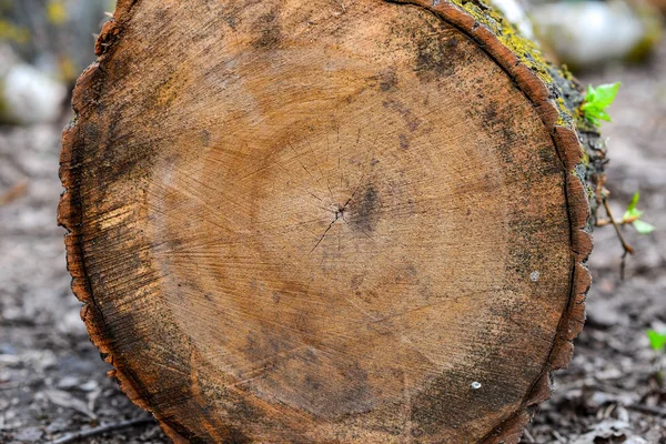 Troncos Madera Apilados Con Árboles Pino Fondo — Foto de Stock