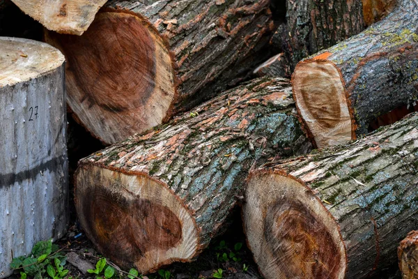 Troncos Madera Apilados Con Árboles Pino Fondo — Foto de Stock