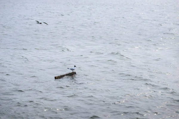 两个黑色为首站在水中的石头上 反映在水表面的海鸥 — 图库照片