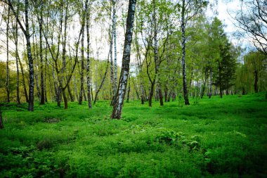 Günbatımında yeşil orman Gün doğumunda güneş ve güneş ışınları.