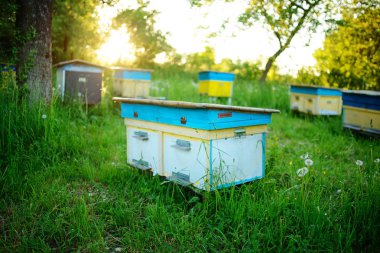 Lehçe yatay, ekolojik sahada arı kovanı.