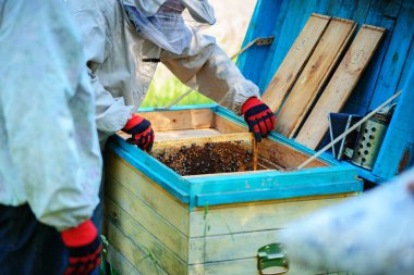 İki arıcılar bir arı kovanı üzerinde çalışıyorum. Yaz.
