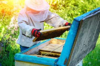 Arı kovanı. Arı kovanlarını yakınındaki arıcı çalışır.
