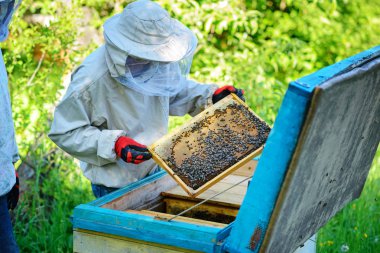 Arı kovanı. Arı kovanlarını yakınındaki arıcı çalışır.