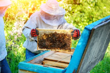 İki arıcılar bir arı kovanı üzerinde çalışıyorum. Yaz.