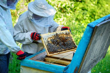 İki arıcılar bir arı kovanı üzerinde çalışıyorum. Yaz.