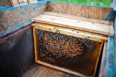 Arı yetiştiricisi arılarla bal peteğinin çerçevesini tutuyor.