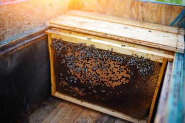 Arı yetiştiricisi arılarla bal peteğinin çerçevesini tutuyor.