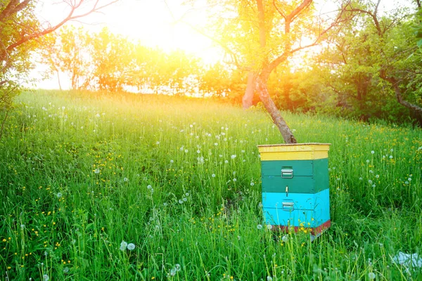Polnische Landschaft Mit Bienenstöcken Auf Ökologischem Feld — Stockfoto